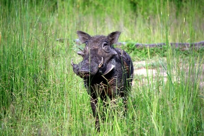 黑野猪在草地上
